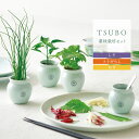 【5/1限定★最大11%offクーポン】 栽培キット 野菜 TSUBO しそ とうがらし ねぎ 青磁風 陶器 壺 プレゼント ギフト 栽培セット 日本製 薬味 ...