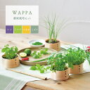 【5/1限定★最大11%offクーポン】 栽培キット 野菜 WAPPA シソ ミツバ コネギ ミズナ わっぱ 曲げわっぱ 木製 ワッパ プレゼント ギフト 栽培...