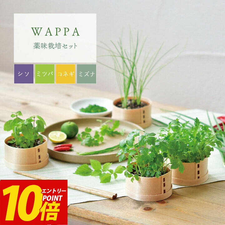 エントリーP10倍！ 栽培キット 野菜 WAPPA シソ ミツバ コネギ ミズナ わっぱ 曲げわっぱ 木製 ワッパ プレゼント ギフト 栽培セット 日本製 薬味 野菜 やさい キット 土セット 家庭菜園 ガーデニング 父の日 母の日 子供