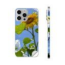 iPhone14 iPhone15 用 スキンシール 全面スキンシール フル 背面 側面 ステッカー 保護シール iphone14plus iphone14pro iphone14promax iphone15plus iphone15pro iphone15promax 各種対応 花 ひまわり 写真 011366
