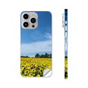 iPhone14 iPhone15 用 スキンシール 全面スキンシール フル 背面 側面 ステッカー 保護シール iphone14plus iphone14pro iphone14promax iphone15plus iphone15pro iphone15promax 各種対応 ひまわり 花 景色 写真 015740
