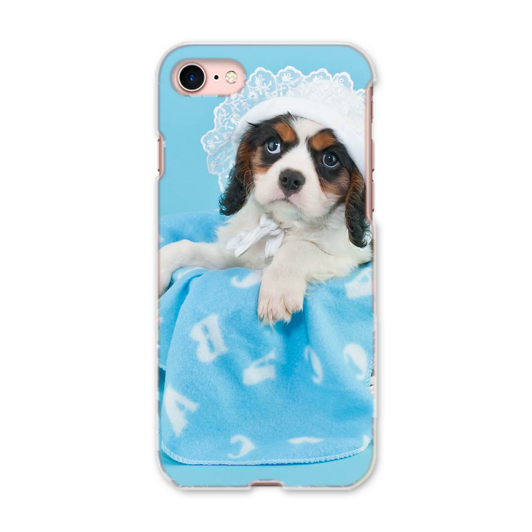 iphone8 iphone 8 アイフォーン softbank ソフトバンク スマホ カバー スマホケース スマホカバー PC ハードケース 008499 写真　水色　青　ブルー　犬