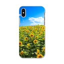 iphone XR iPhone 10r アイフォーン エックスアール テンアール iphonexr 専用ソフトケース スマホカバー カバー ケース tpu ソフト ケース 007936 写真 花 向日葵 ひまわり