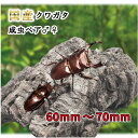 国産 オオクワガタ クワガタ 生体 オスメスペア 成虫ペア 各サイズ LL L M S SS サイズ オス メス 販売 昆虫 虫 生き物 ペット プレゼント 国産クワガタ オオクワ ♂ ♀ ペア 成虫 大型 クワガタムシ くわがた 飼育 観賞
