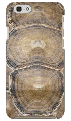 亀producedbyCOLORS...