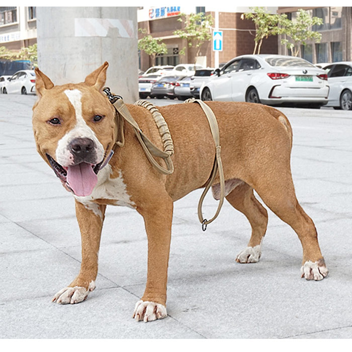 Case コレ!の犬用リード 伸縮性 中型犬 大型犬 丈夫 散歩 おでかけ ペットグッズ 車載 反射素材 ロープ 犬用品 ダブルハンドル バンジーリード｜アングル3