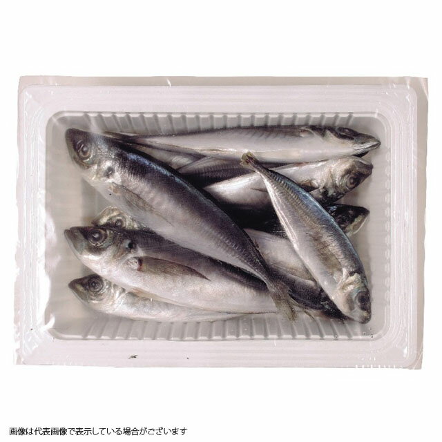 【冷凍品】中アジ 釣り餌 ツリエサ 海上釣り堀 身エサ 青物 イカ ヒラメ【決済方法：クレジットカード/ApplePayのみ】(一回購入24個まで)