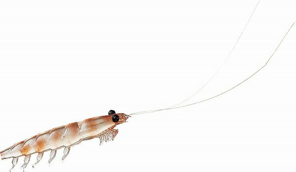 【ネコポス対象品】ダイワ　快適リアルオキアミ　M　生オキアミのサムネイル