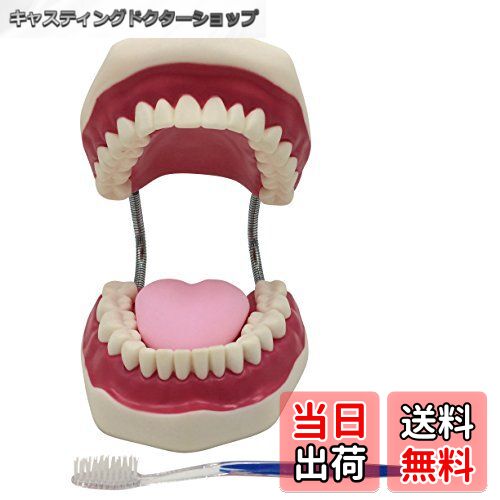 【送料無料】歯型模型 大型 可動式 口腔 歯列模型 はみがき 練習用 幼児 歯磨き 指導 教育 練習 デモン..