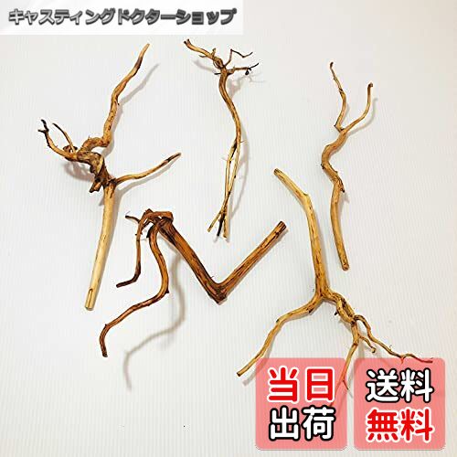 【送料無料】Goldlife 流木 小 Sサイズ 5本セット スマトラウッド インドネシア産 枝流木 アクアリウム..