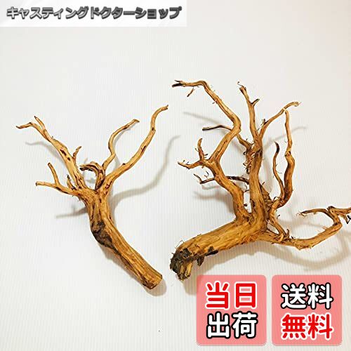 【送料無料】Goldlife 流木 中 Mサイズ 2本セット スマトラウッド インドネシア産 枝流木 アクアリウム..