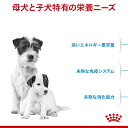 《最大400円OFFクーポン！くらしにプラス》ロイヤルカナン 犬 SHN ミニ スターターマザー＆ベビードッグ 3kg ≪正規品≫ 離乳期からの子犬 妊娠後期および授乳期の母犬 犬 フード ドライ プレミアムフード ROYAL CANIN [3182550778671]【D】【rcdb50】 2