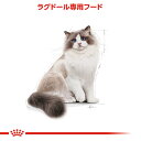 《最大400円OFFクーポン！くらしにプラス》ロイヤルカナン 猫 FBN ラグドール 成猫用 2kg ≪正規品≫ 生後12ヶ月から12歳までの成猫用 被毛のケア キャットフード プレミアムフード ドライ アダルト 成猫用 royal canin [3182550825351]【D】【rccf41】 3