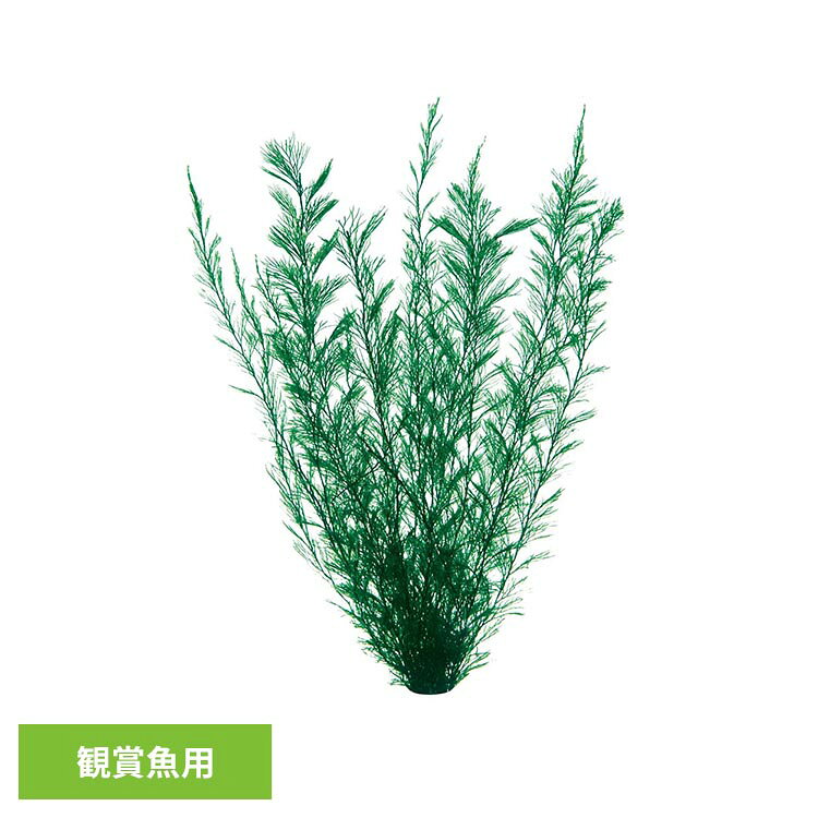 金魚水景 天然おつまみ草 大 観賞魚 観賞魚用品 観賞魚用アクセサリー用品 GEX