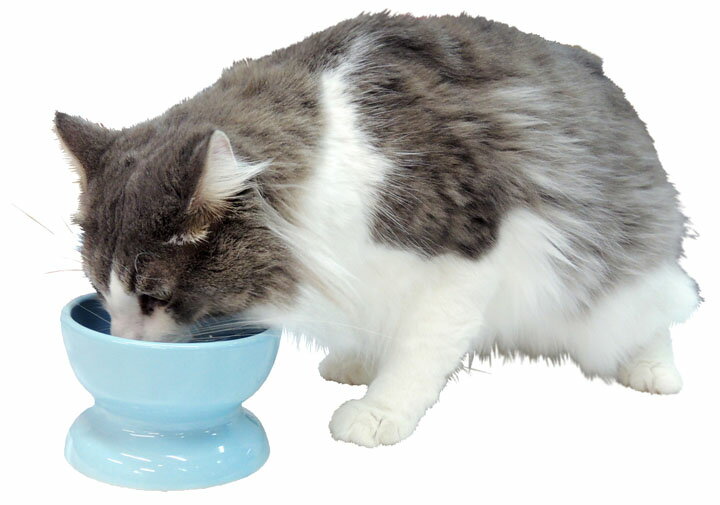 猫 食器 皿 猫用 ペットディッシュ 瀬戸焼 ...の紹介画像3