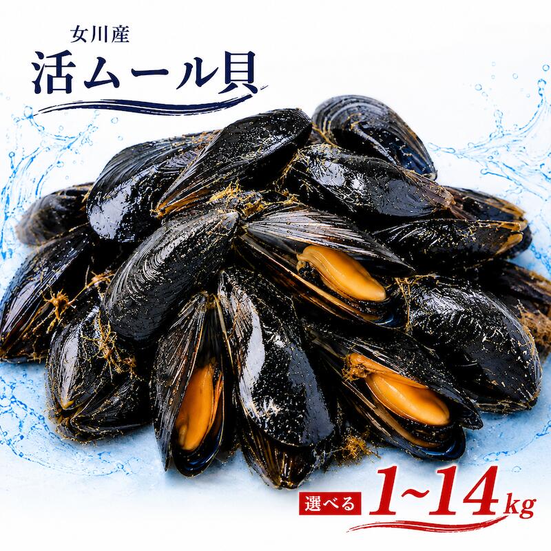 Rakuten - 女川産 活ムール貝 1kg 1kgあたり約20個前後 40〜80g 三陸 宮城県産 海水入り 足糸付き 冷蔵 クール便 産地直送 貝 海鮮 魚介 パエリア 酒蒸し アクアパッツァ ブイヤベース 業務用 家庭用 お取り寄せ グルメ BBQ バーベキュー向け
