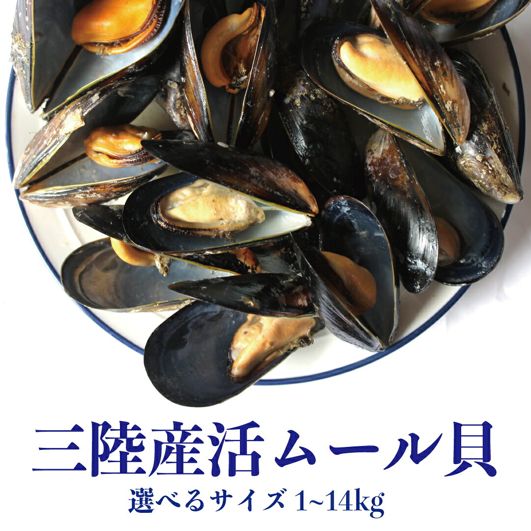活ムール貝 【三陸産 冷蔵 国産 活きムール貝 活 冷蔵便 加熱用ムール貝 1kg〜14kg ムール貝 活きたまま冷蔵便 1個あたり約40〜80g目安 1kgで約20個前後 加熱してお召し上がりください 海水入り・足糸付き酒蒸しパエリアアクアパッツァブイヤベース】