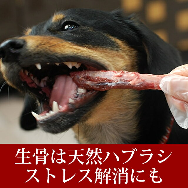 エゾ鹿肉 あばら骨 1袋 犬 手作り食 生骨歯磨き 歯石除去 歯石取り おやつ ドッグフード 小型犬 デンタルケア 無添加 除去 国産 歯垢 肉 犬のおやつ【ドックフード ごはん】【a0034】