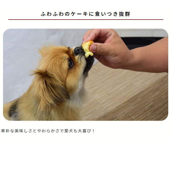 食堂の手作りチーズスフレ5セット+1セット【ハウンドカム食堂】