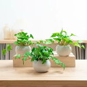 WillingYou フェイクグリーン 卓上 ミニ 3点セット 鉢付き 人工観葉植物 おしゃれ インテリア雑貨 世話いらず 水やり不要 オフィス ホームデコレー...