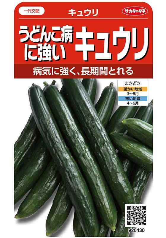 サカタのタネ 実咲野菜0430 うどんこ病に強いキュウリ 00920430