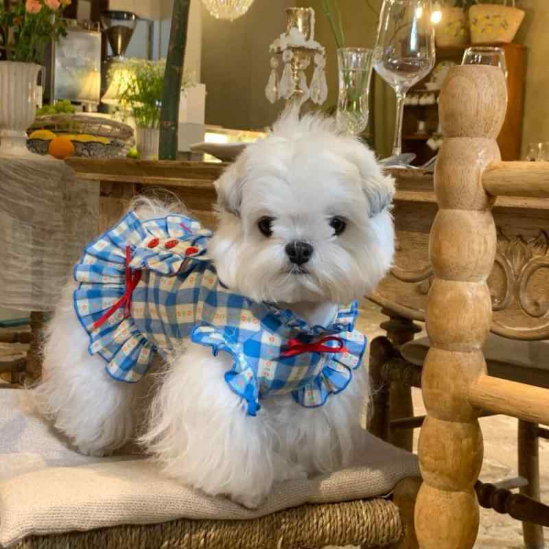 純綿 夏物 パフスリーブ チェック柄 ブラウス 犬猫兼用 ペットウェア プリンセス風 上品 エレガント ルームウェア おうち時間 トイプードル ビションフリーゼ ポメラニアン 小型犬 中型犬 子猫