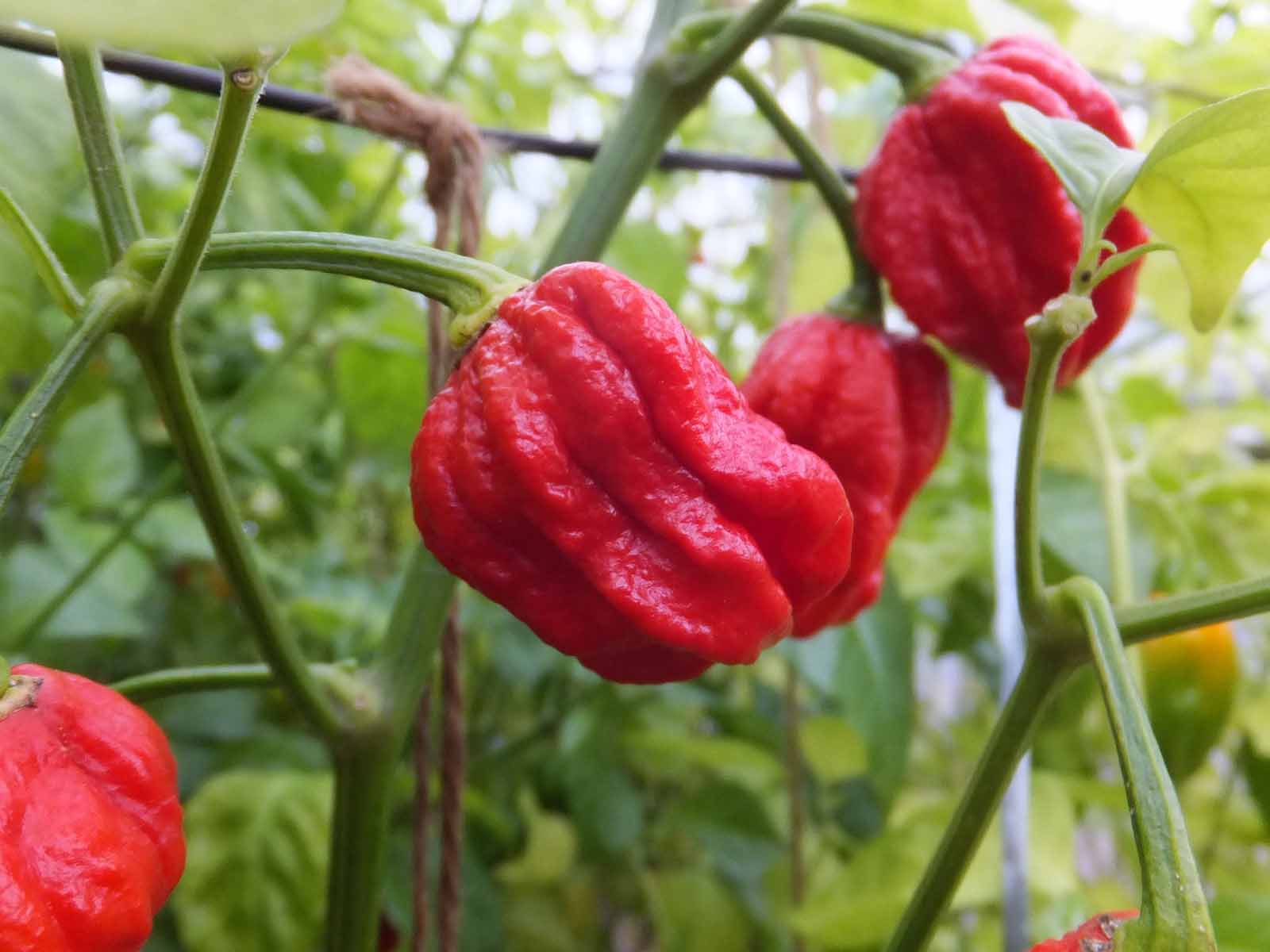 ★予約受注！苗の準備が整い次第の発送です。★ Capsicum chinense　(シネンセ種) 高さ　100cm〜 株間　50cm 果実の大きさ　横3〜4cm　縦4〜5cm スコヴィル値　1,200,000 スコヴィル値とは・・・ 単純に...