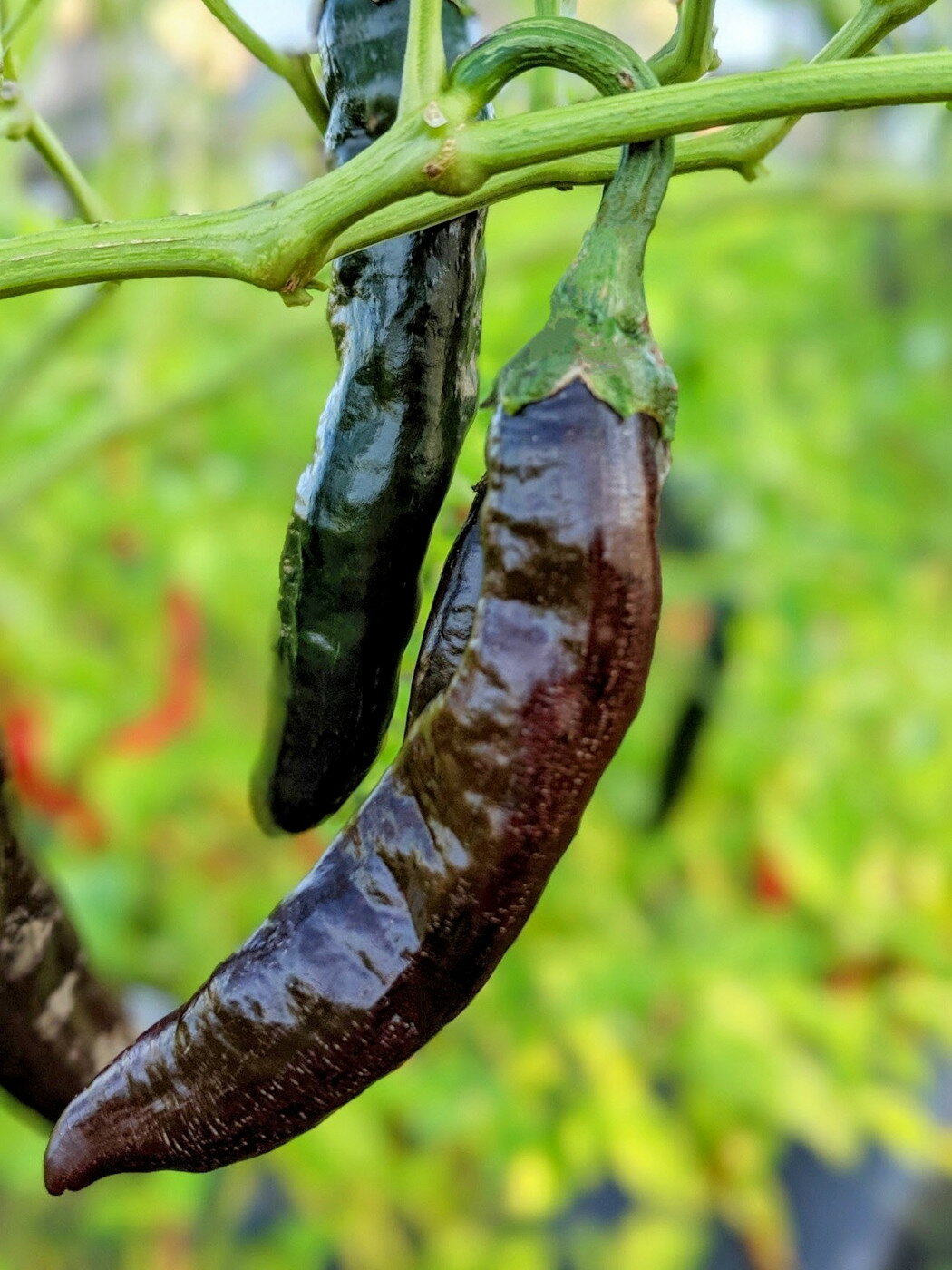 ★予約受注！苗の準備が整い次第の発送です。★ Capsicum annuum　(トウガラシ) 高さ　50〜70cm 株間　50cm 果実の大きさ　横3〜4cm　縦10〜13cm スコヴィル値　500〜5000 スコヴィル値とは・・・ 単純に言うと、水で何倍に薄めれば辛さがなくなるのかという単位です。 　コスタリカの辛みマイルドな有名品種！カチョネグロ コスタリカ原産の辛みマイルドな品種です。長く大きいブラウンカラーの素晴らしいフォルムのその実は柔らかくそのままでも美味しいです。畑に植えていてもとにかく目立つ品種です。モールソースや焼き唐辛子など様々な料理にご使用ください 辛さレベル ＝ 2