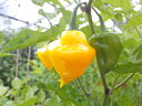 ★予約受注！苗の準備が整い次第の発送です。★ Capsicum chinense　(シネンセ種) 高さ　60cm〜80cm 株間　50cm 果実の大きさ　縦横 1〜1.5cm スコヴィル値　詳細不明　500～2500 スコヴィル値とは・・・ 単純に言うと、水で何倍に薄めれば辛さがなくなるのかという単位です。辛さマイルドで香りのとても良いハバネロ！ トリニダード パフュームハバネロ トリニダードトバゴ生まれのさわやかなイエローが美しい品種です。 淡いグリーンから優しい色合いで変化するその実は品種名の通りとてもすっきりと香りが良いです。 そして辛さがとてもマイルドでほとんど辛さがない実が実る場合もございます。 ※株の個性や育て方で辛さが強く出る場合がございます。ご了承ください。 ご注意：とうがらしは植物でメジャーではないために実の色や形が違う種子が混じる場合がございます。ご理解いただいてご注文をいただけましたら幸いです。 辛さレベル ＝ 10　 i