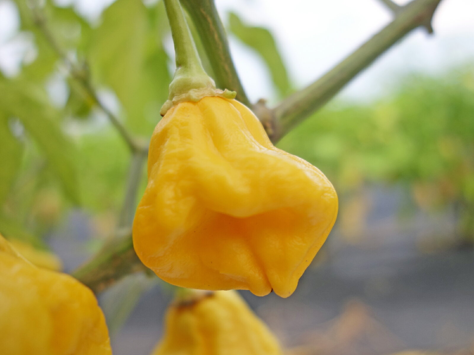 ★予約受注！苗の準備が整い次第の発送です。★ Capsicum Bacattum　(シネンセ種) 高さ　90cm〜120cm 株間　50cm 果実の大きさ　横2.5〜3cm　縦4〜6cm スコヴィル値　不明 スコヴィル値とは・・・ 単純に言うと、水で何倍に薄めれば辛さがなくなるのかという単位です。北欧・フィンランドで5年間をかけて生み出したとされる2016年に世界デビューした新しい品種です。薄緑から落ち着いた黄色に変化する実はフルーツとうがらしの系統なので香りよく果実に甘さを感じられて辛味もややマイルドです。ベル型の愛らしい実が沢山実ります。ご注意：新しい品種ですので、色や形など写真通り出なくて、全く違う品種の場合がございます。ご理解いただいてご注文をいただけましたら幸いです。 果実の取扱いは注意が必要です！ 素手での収穫や調理はお控えください！ 辛さレベル ＝5　取り扱い注意！！