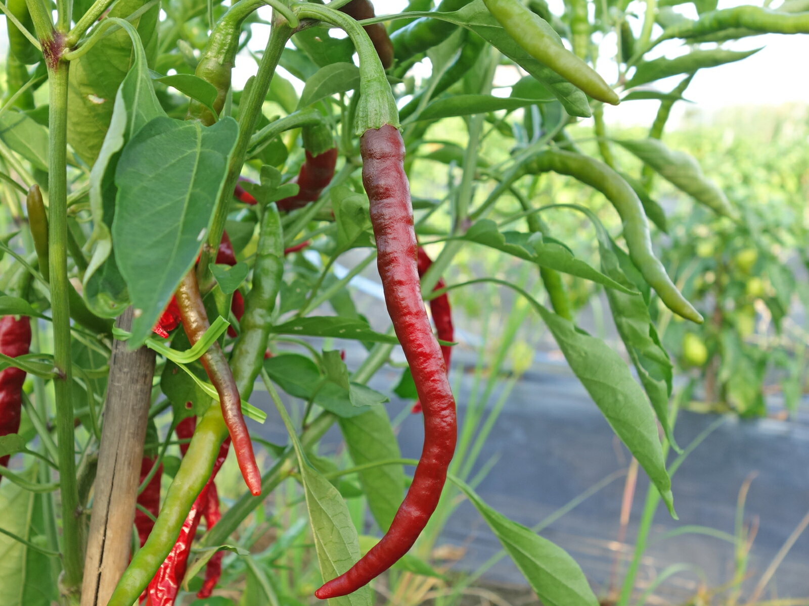 日光とうがらし　7．5cmポット苗　5月終わりごろから6月上旬のお届けでございます。☆一味やソースと同じ注文不可☆お届け日の指定は承れません。★採種して商用目的の方のご注文は大変申し訳ございませんがご遠慮ください★のサムネイル