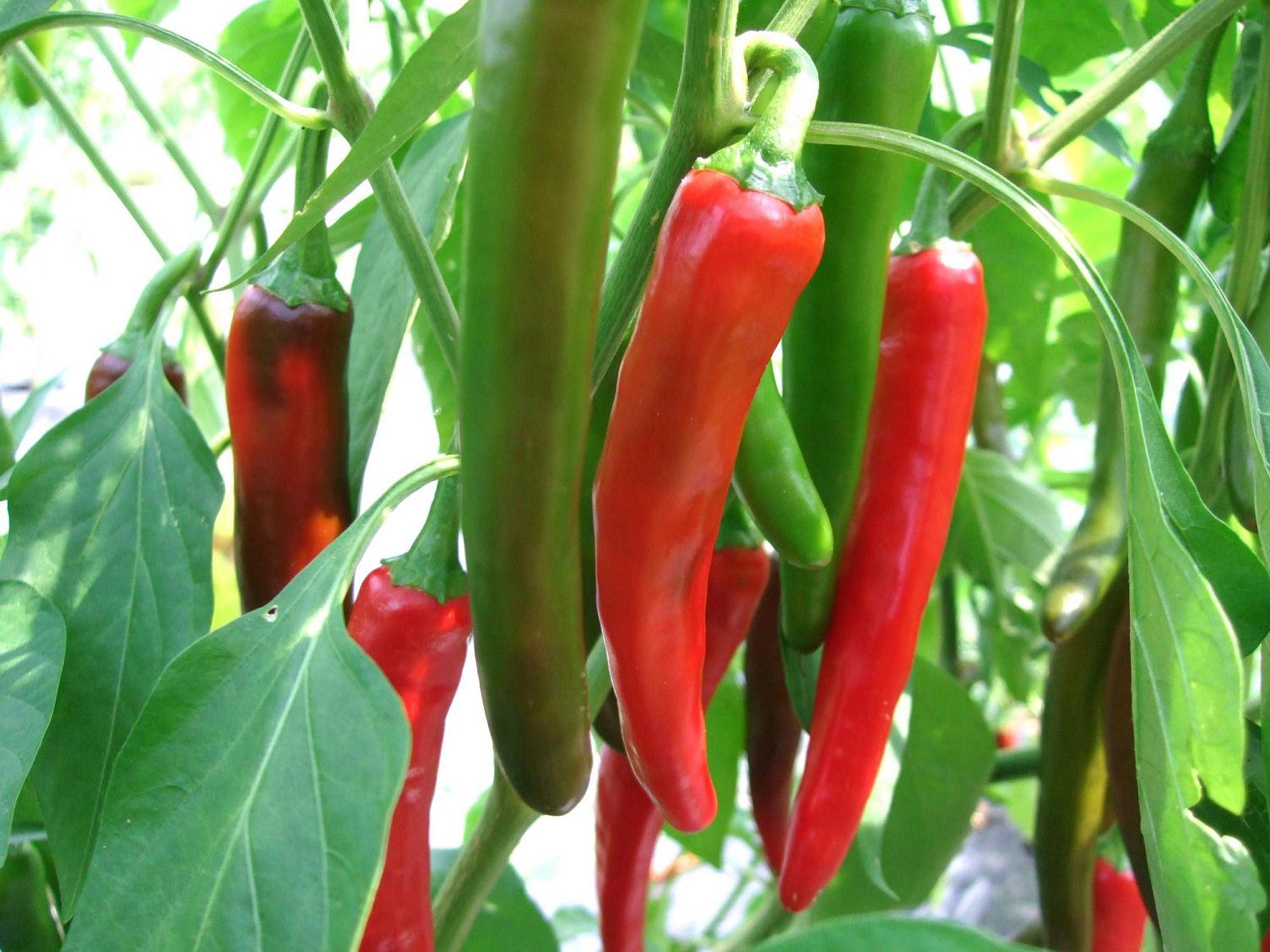 韓国甘辛トウガラシ　7．5cmポット苗　☆一味やソースと同じ注文不可☆お届け日の指定は承れません。★採種して商用目的の方のご注文は大変申し訳ございませんがご遠慮ください★のサムネイル