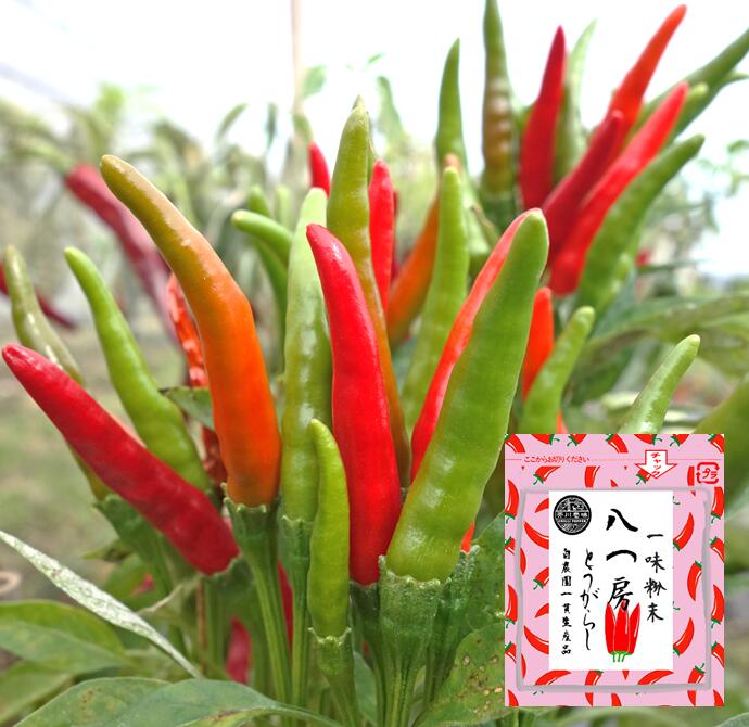 八つ房とうがらし　一味粉末　10g　普通郵便送料無料！！