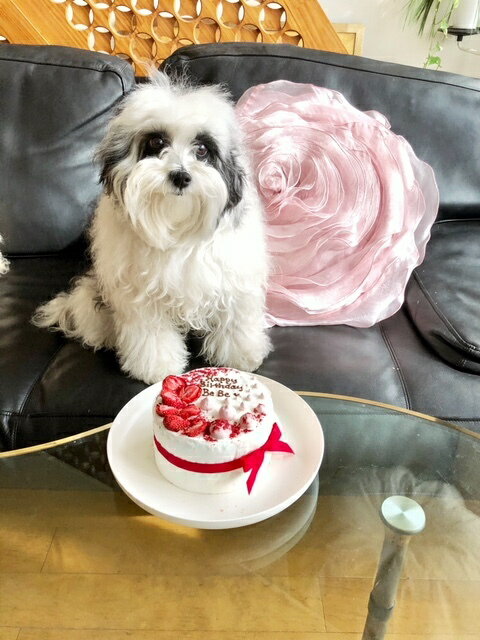 ストロベリーティアラ 4号12センチ 犬用ケー...の紹介画像3