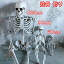 骸骨 飾り 165cm等身大 スケルトン 怖い モデル 人体 骨格 可動式 お化け屋敷 髑髏 恐怖 ホラー デコレーション 雰囲気満点 装飾 道具 プラスチック 家庭用 店舗 お化け屋敷 密室 パーティー 肝試し ハロウィン 小道具 90cm 2サイズ