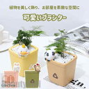 新生活 植木鉢 多肉 苔 プランター ミニ 底穴 底栓 コケリウム 苔リウム 箱庭 鉢 可愛い サボテン 多肉植物 寄せ植え 置物 インテリア かわいい 樹脂 ...