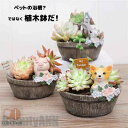 新生活 植木鉢 プランター ミニ 多肉 苔 コケリウム 苔リウム 箱庭 鉢 可愛い サボテン 多肉植物 寄せ植え 置物 インテリア かわいい 樹脂 テラリウム ...