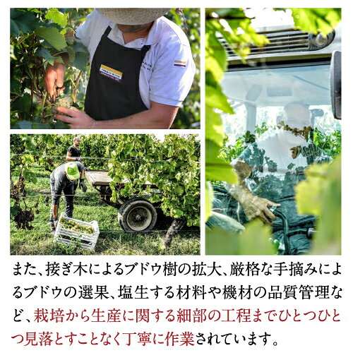 【よりどり6本以上送料無料】ディチャンノーヴェ マルツォ パ ドセ ミッレジマート 2016 オリヴィーニ 750ml イタリア ルガーナ メトード クラシコ 辛口 シャンパン製法 トゥルビアーナ 浜運A お祝い ギフト ワイン cellar-10028754 ワイン&ワインセラー セラー専科 サンプル画像3
