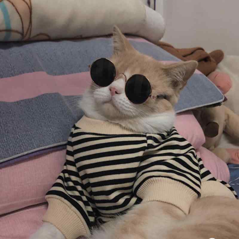 犬猫用服 秋冬 小型犬 子猫 幼犬 幼猫 ペットウェア パーカー トレーナー 袖付き おしゃれ かっこいい ..