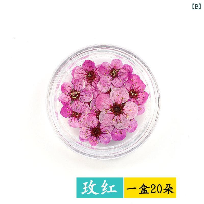 押し花 ドライフラワー 素材セット 小梅 水仙 本物の花 ネイルアート レジン封入 ...