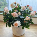 【母の日100鉢限定!】ラブリーモア 夢のハンギング仕立て 四季咲き バラ 花 薔薇 ミニバラ ガーデニング バラ 鉢植え