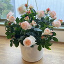 2024年開花株クリスマスローズピンクニゲルクリスマスローズ氷の薔薇 ローズピンク　限定品　鉢植えニゲルのレッド花