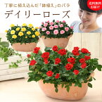 【母の日】天皇杯受賞！デイリーローズ 丁寧に植え込んだバラの鉢植え お花いっぱい 感謝を届けるバラの鉢植え 母の日 ギフト プレゼント 赤 黄 ピンク メッセージカード付き 5月12日 フラワーギフト 花 鉢花 四季咲き 生花 バラ ミニバラ 専門店 鉢植え