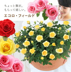 https://thumbnail.image.rakuten.co.jp/@0_mall/centralrose/cabinet/06988583/07854008/imgrc0075511885.jpg