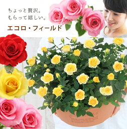 セントラルローズ 花の鉢植え 【母の日】天皇杯受賞！エコロ・フィールド 丁寧に植え込んだ寄せ植え お花いっぱい 感謝を届けるバラの鉢植え 花色3色 母の日 ギフト プレゼント 赤 黄 ピンク メッセージカード付き 5月12日 フラワーギフト 花 鉢花 四季咲き 生花 バラ ミニバラ 専門店 鉢植え