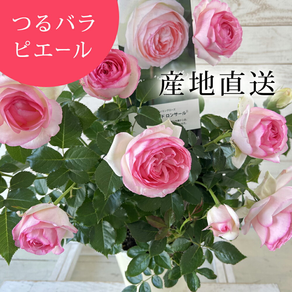 【母の日】【つる性】ピエールドゥロンサール 国産挿し木つぼみ花付き苗6号（化粧鉢付き） つるバラ(CL) 返り咲き アンティークタッチのバラ 2006年世界バラ会連合殿堂入り バラ苗 ギフト プレゼント フラワーギフト 花 鉢花 生花 バラ ミニバラ カーネーション以外