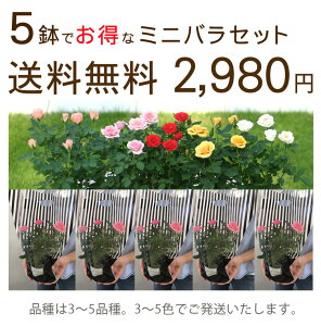 <専門店のバラ>ミニバラ5鉢セット サンクスローズ 送料無料 サンクスフラワー バレンタイン バレンタインデー 女性 誕生日 母 祖母 ギフト 花 生花 退職祝い 男性 父 定年 送別会 結婚 お祝い 妻 鉢植え 花鉢 バラ ミニバラ 配りもの お礼 プチギフト ホワイトデー