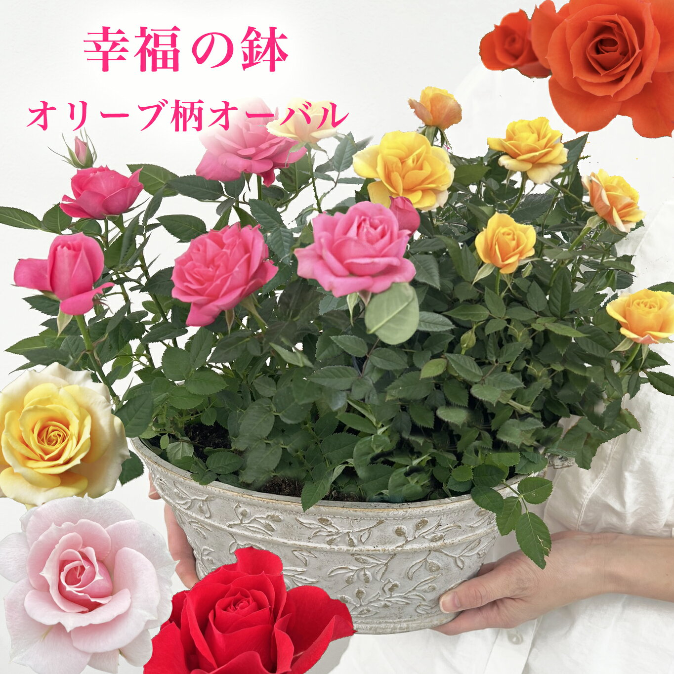 幸福のオリーブ柄オーバルバラの鉢植...