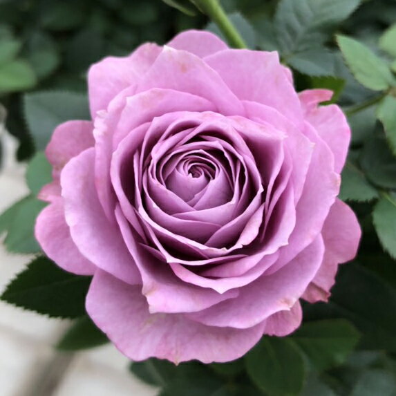 母の日にプレゼントしたいミニバラの鉢植え10選 花屋監修 くまのお花屋さん