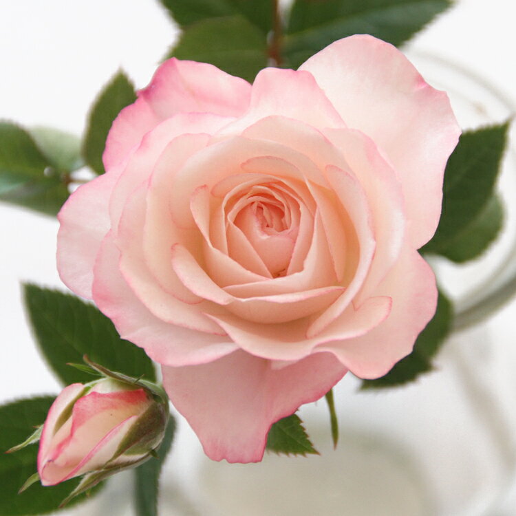ラブリープリンセス・オプティマ【ミニバラ苗】バラ苗 四季咲き 花壇 花 バラ 薔薇 ミニバラ 種類 ガーデニング バラ 鉢植え